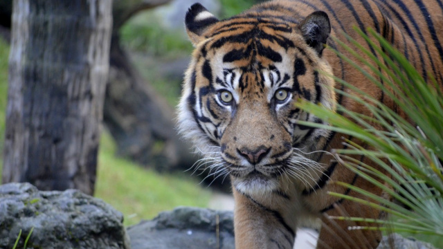 Bioparc Fuengirola